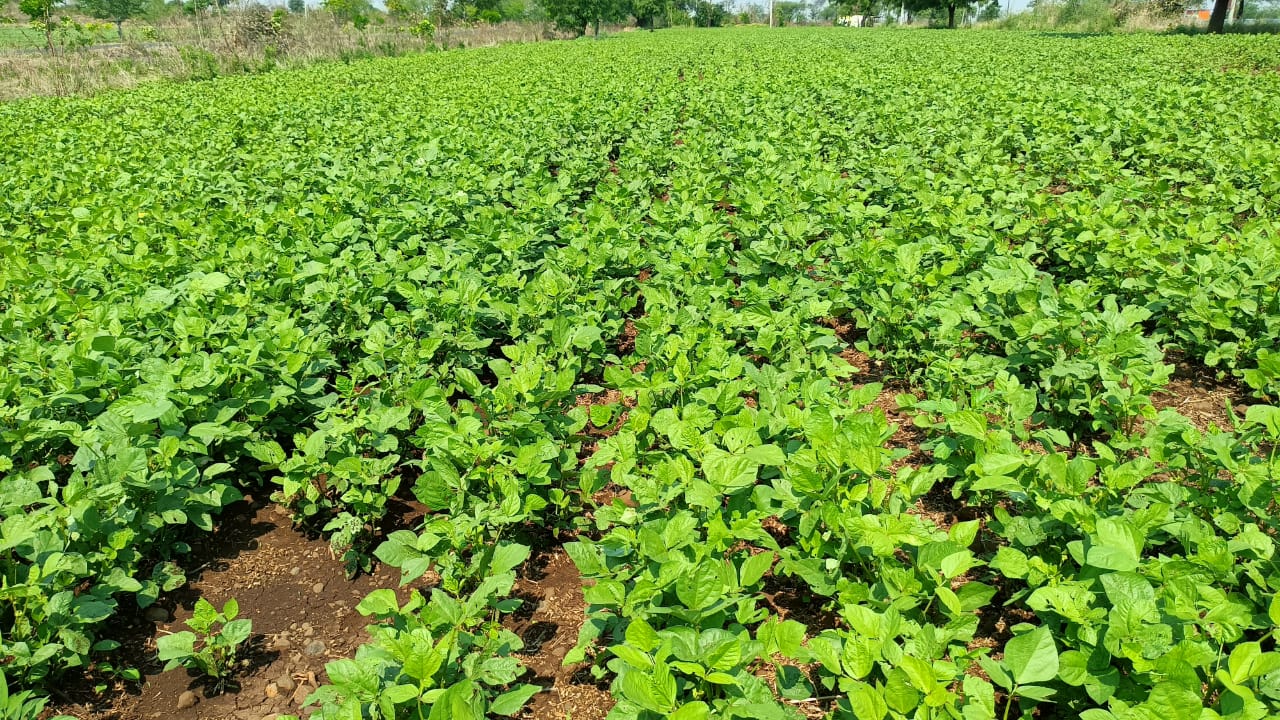 Seed Quality Testing